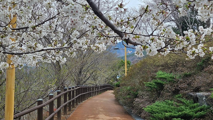 벚꽃공원 썸네일