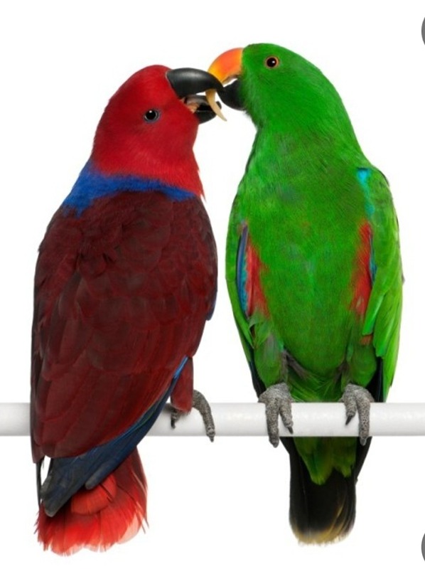 🕊앵무새 친목모임🕊 썸네일