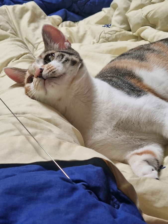 고양이 찾으면 꼭 연락부탁드립니다 썸네일