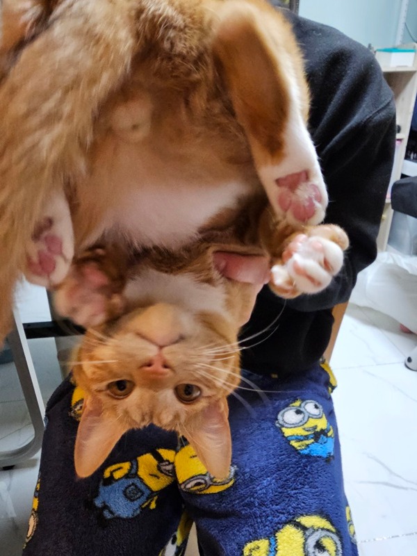 고양이 강아지 집사 수다 모임 썸네일
