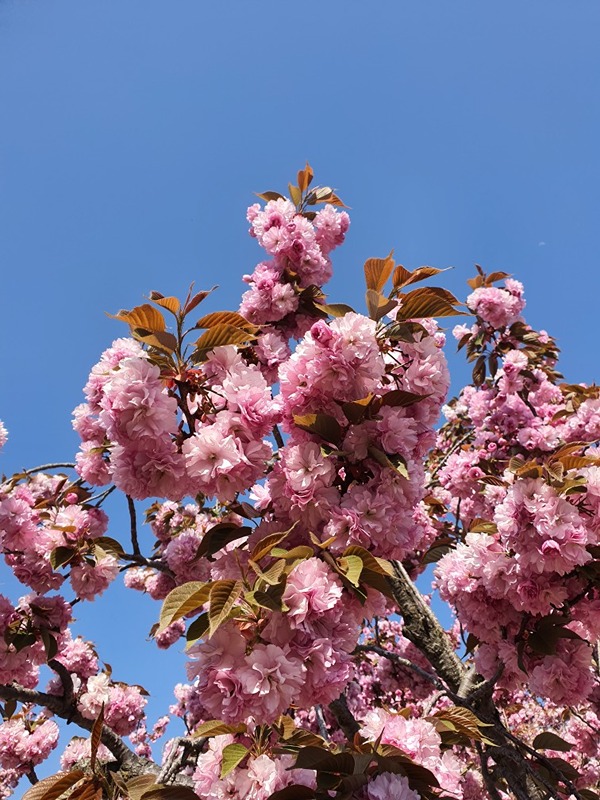 🌸평일 낮에 만나요(88~00)🌸