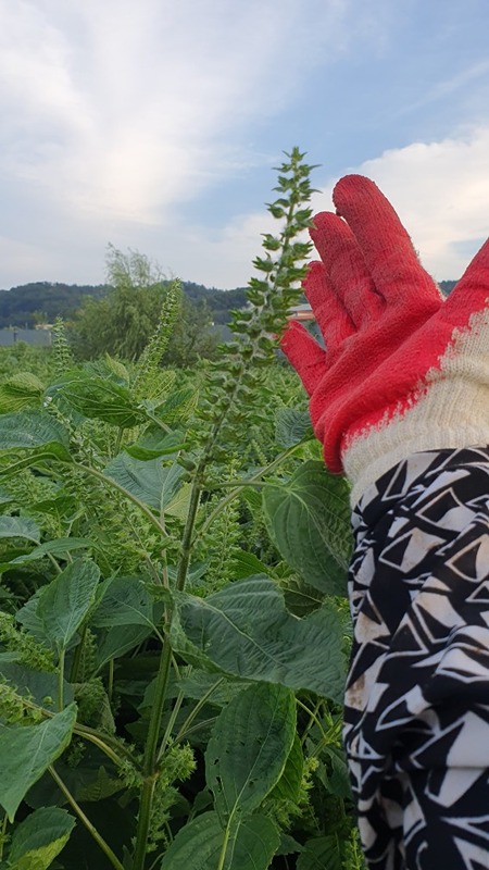 텃밭농사 서로공유해요 썸네일