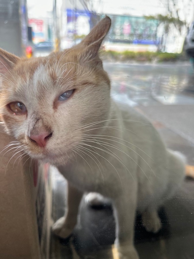 이 고양이 데려가시거나 주인 있는지 아시는 분 계신가요? 썸네일