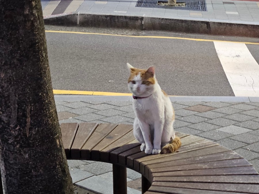 부산 서면 전포동 근처에서 고양이 분실하신 분 썸네일