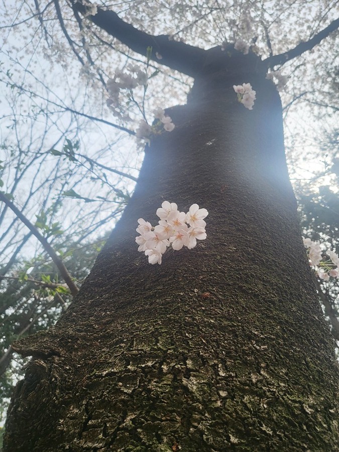 벚꽃 힐링 썸네일