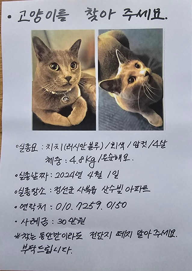 고양이 실종(치치) 썸네일