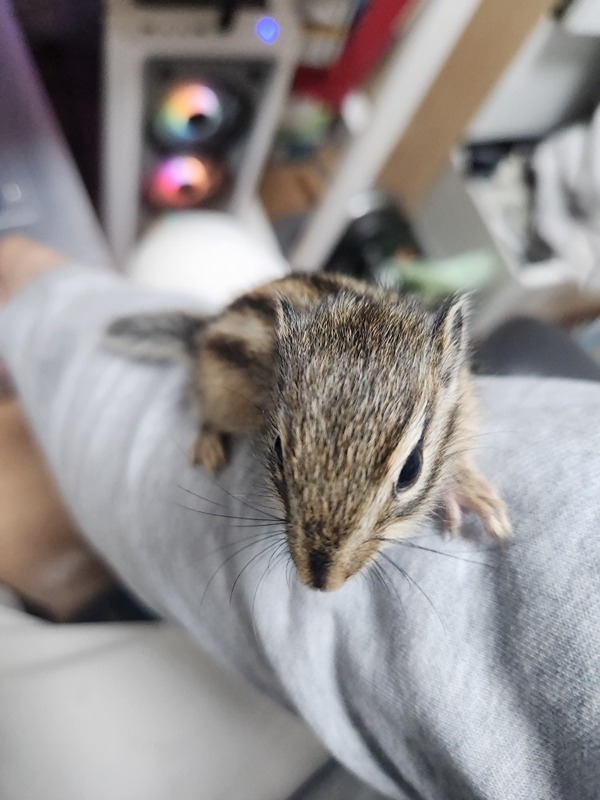 대전 반려동물(댕냥이) 모여라. 썸네일