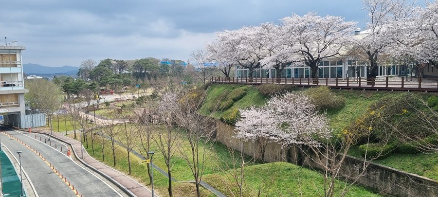 공설운동장 벚꽃 썸네일