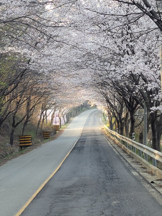 벗꽃터널 썸네일