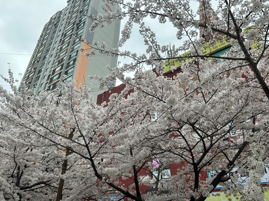 벚꽃개화 썸네일