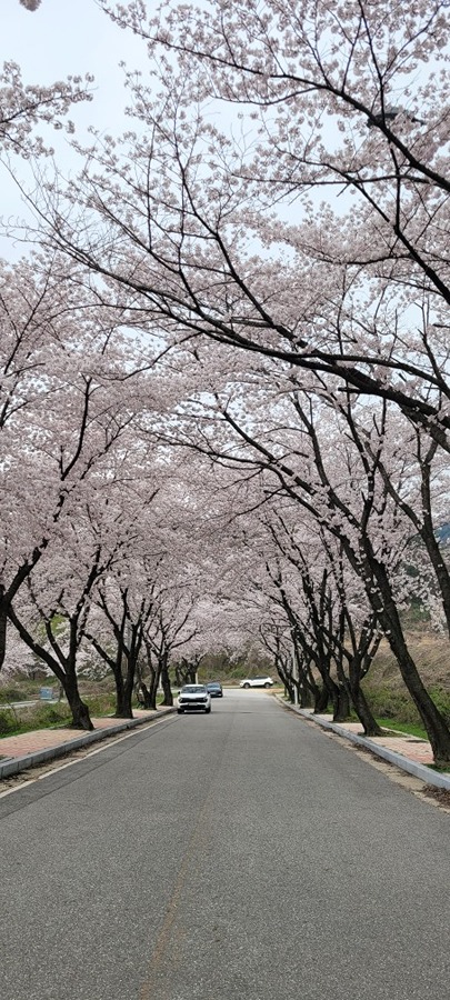 벚꽃 길 담아보았네요... 썸네일