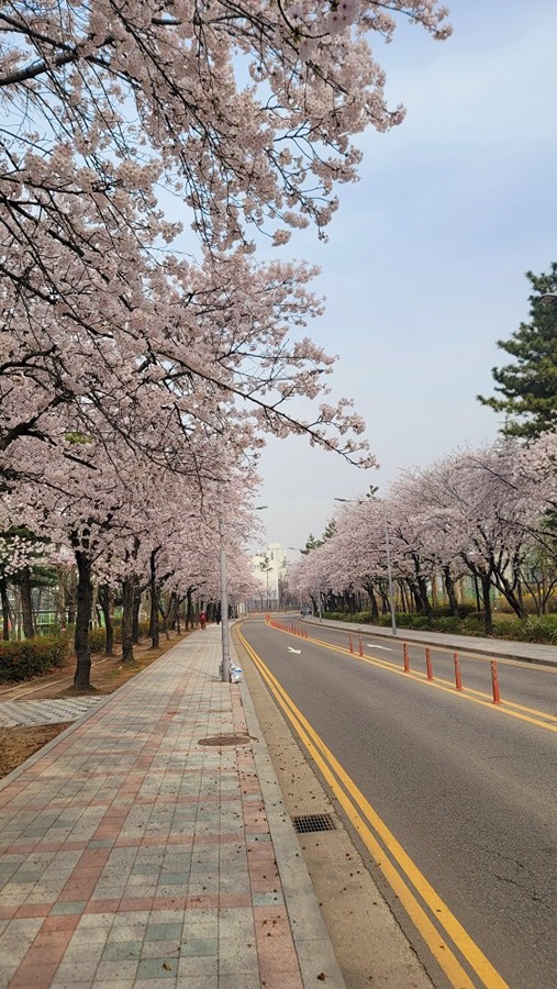 원인재 ~용담마을까지벚꽃길 썸네일