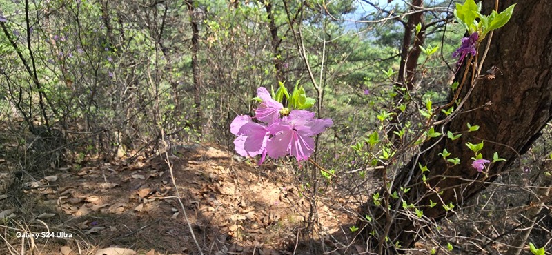 봉덕산에 올라. 썸네일