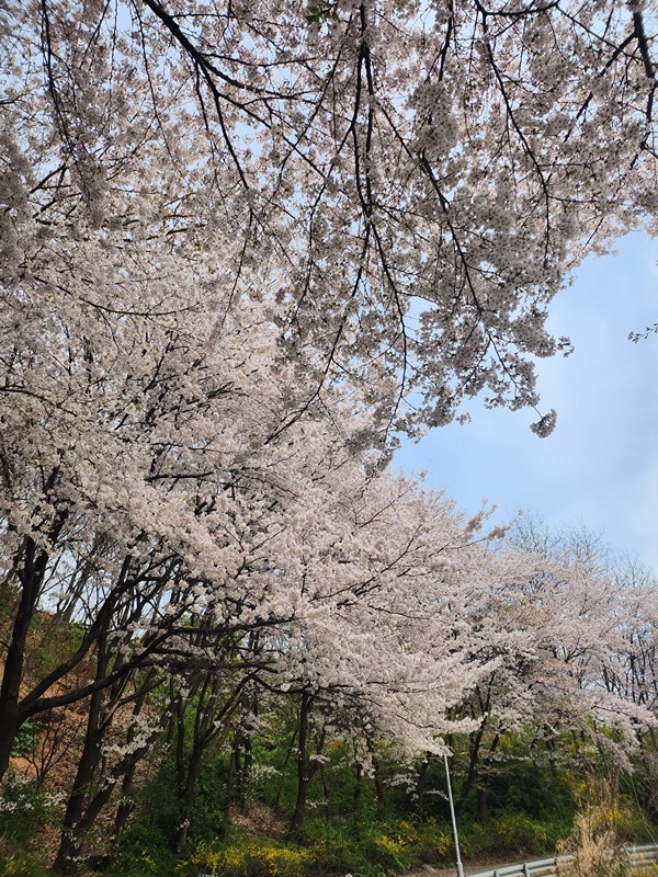 40~60 서달산,현충원 산책 썸네일