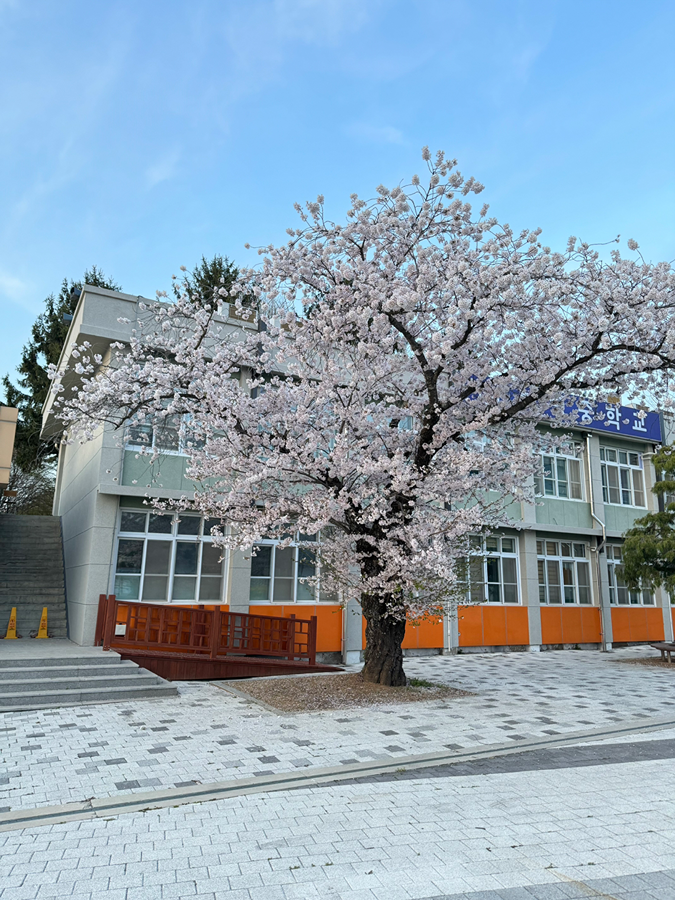 보령중학교 벚꽃사진 썸네일