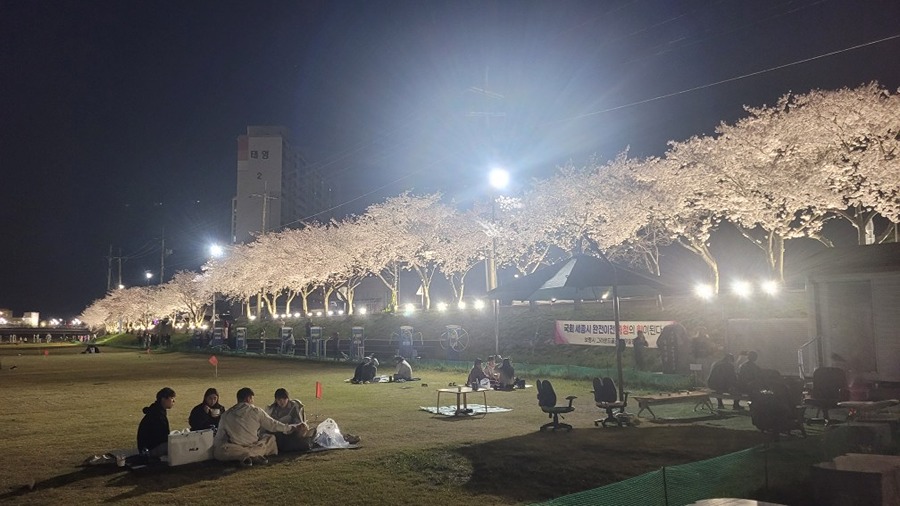 태영아파트 야간 벚꽂 사진 썸네일
