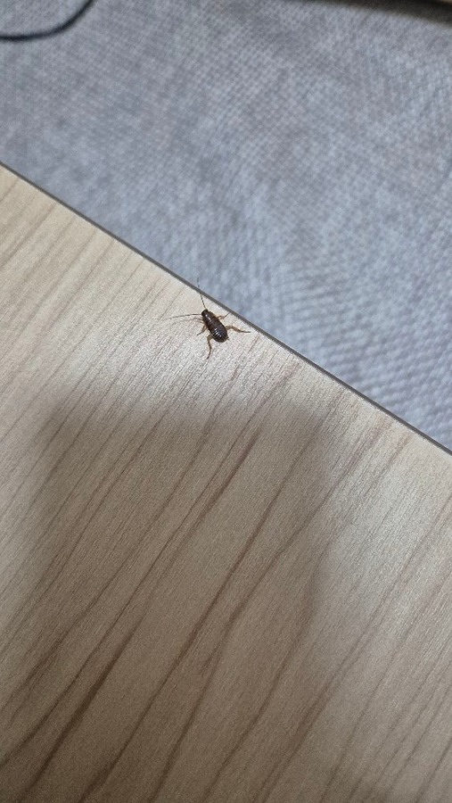(혐오주의 ) 벌레 질문합니다.. 썸네일