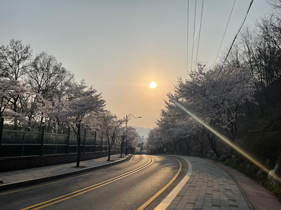 🌸학의천~백운호수~계원예대 벚꽃 예뻐요🌸 썸네일