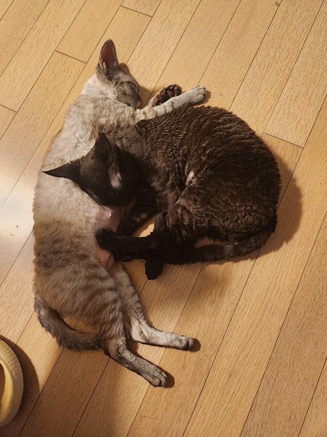 저희집 고양이 데본렉스 아가냥이들이예요 썸네일