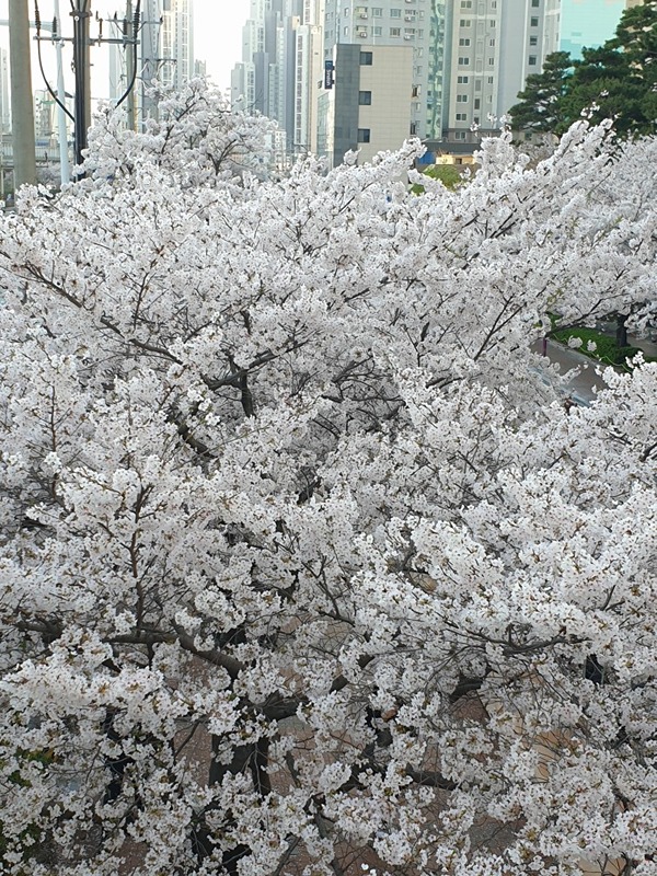 부산 3040스쿠터모임 썸네일