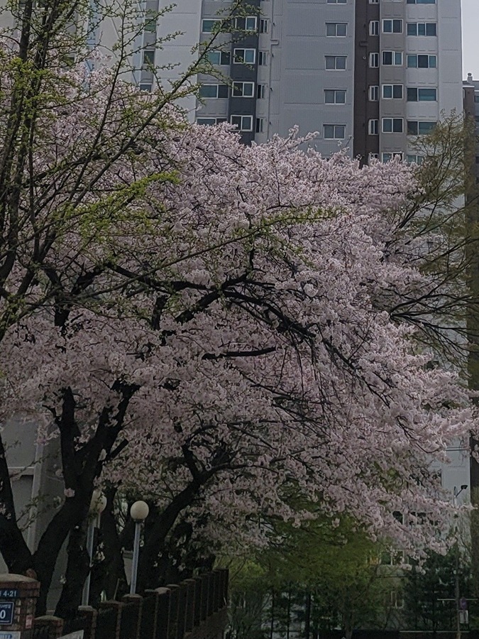 가좌동에서  17년살고있어요 썸네일