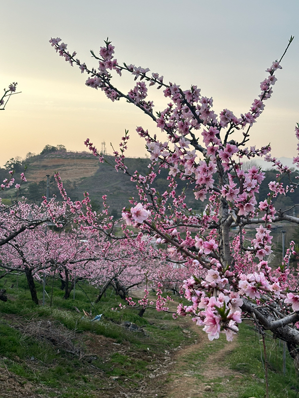 22년생 경산/대구 육아모임:)🌸 썸네일