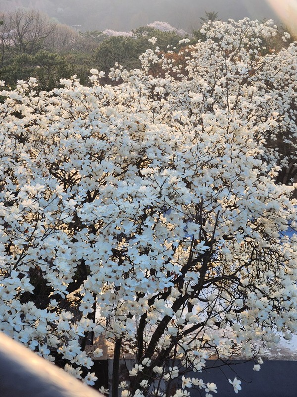 경기 남부 돌싱모임 썸네일