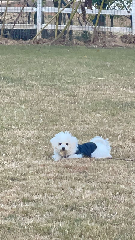 정읍 강아지 뛰뛰 함께해요🐾💖 썸네일