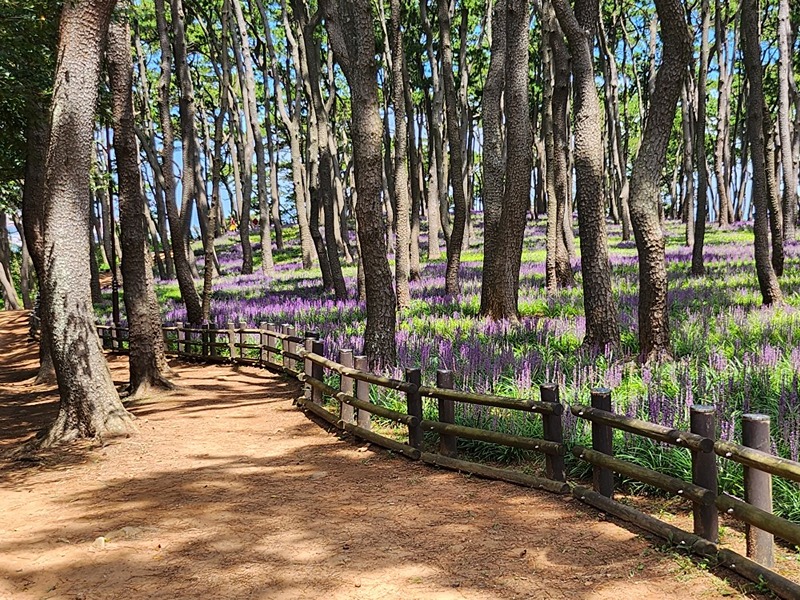 🌴세종 근처 산,  🚲 자전거, 🍹힐링