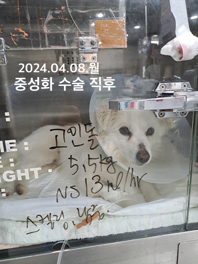 고인돌 흰둥이의 환골탈태 근황 소식을 전합니다!! 썸네일