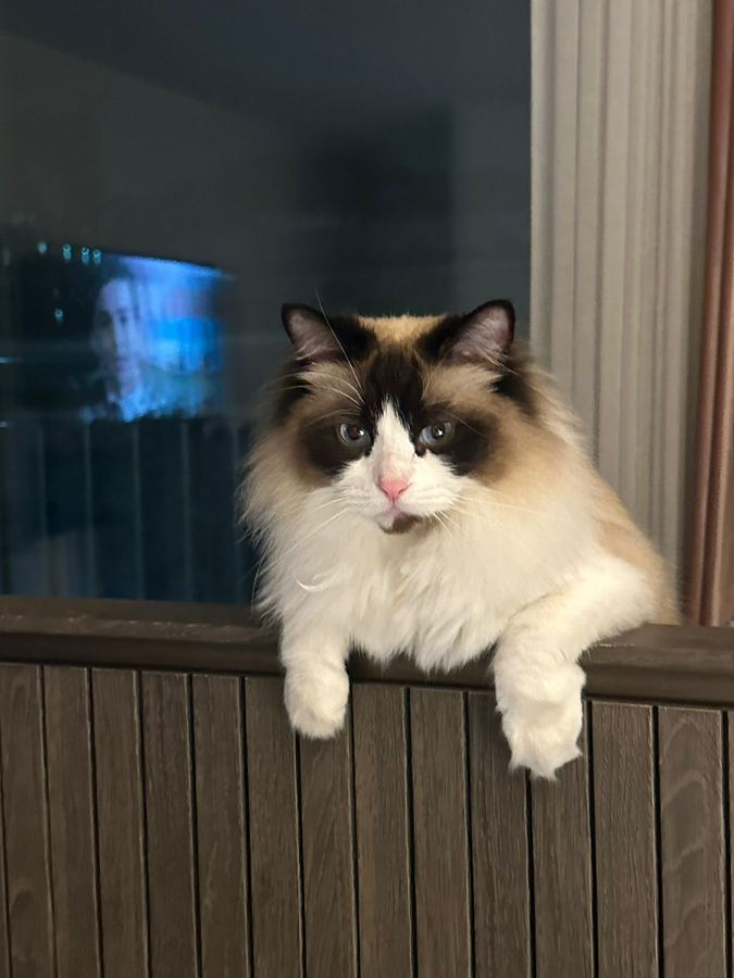 두시간반만에 상황종료!!! 잃어버린 고양이 찾았어요!!  썸네일