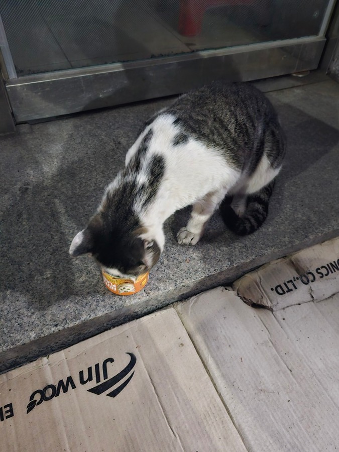 고양이 잃어버리신분? 썸네일