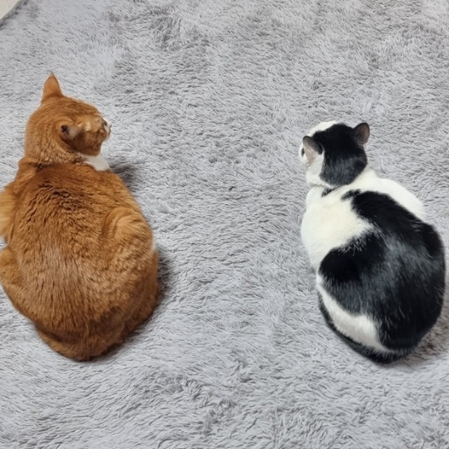 🐱🐱아픈 고양이들을 위한 집사모임🐱🐱 썸네일