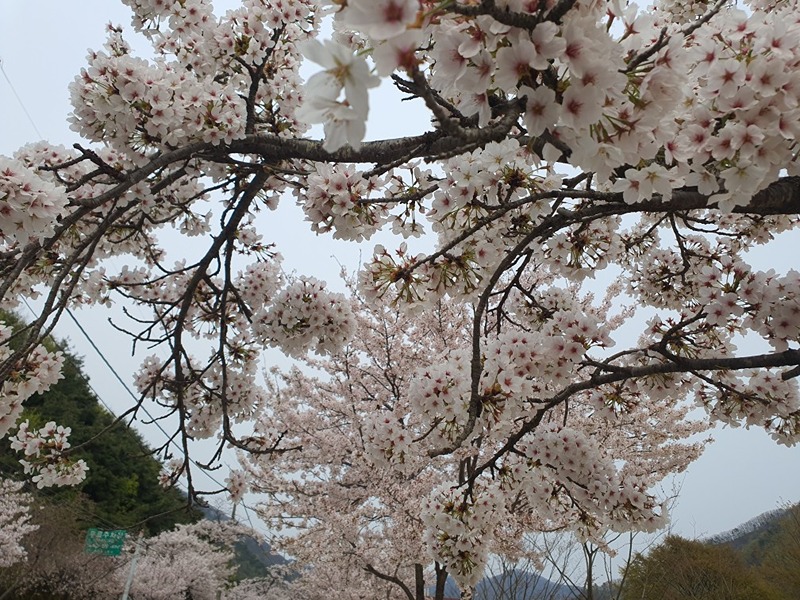 달리자양구 썸네일