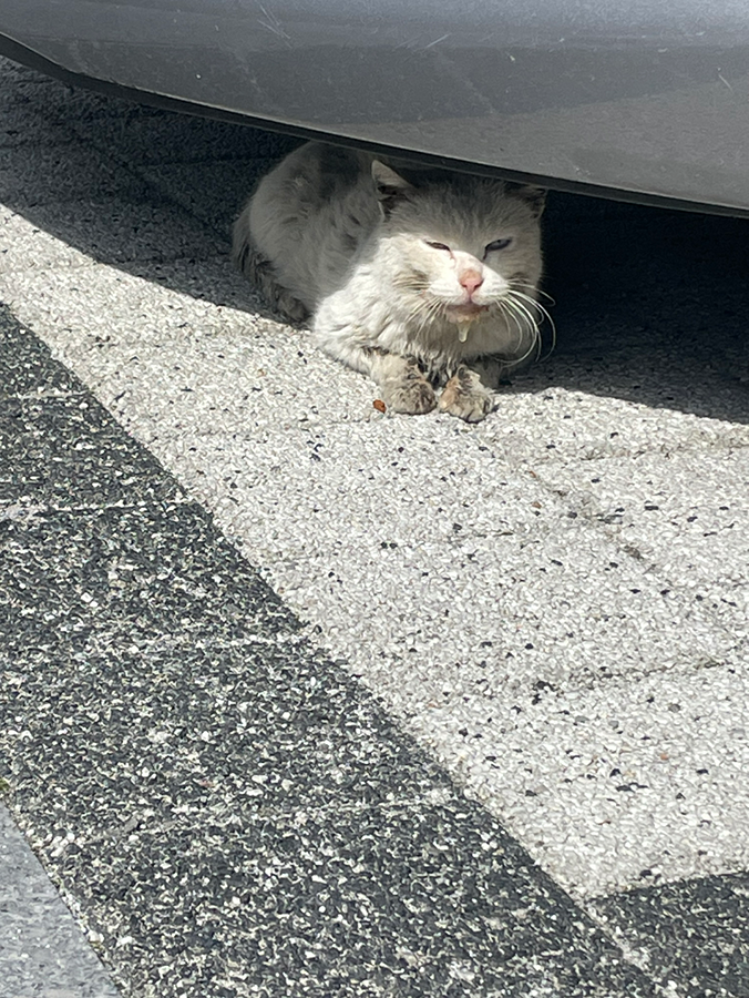 혹시 고양이 주인 있으실까요..? 썸네일