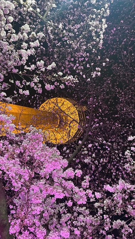 🌸대구 2030 산책 모임🌸수다 썸네일