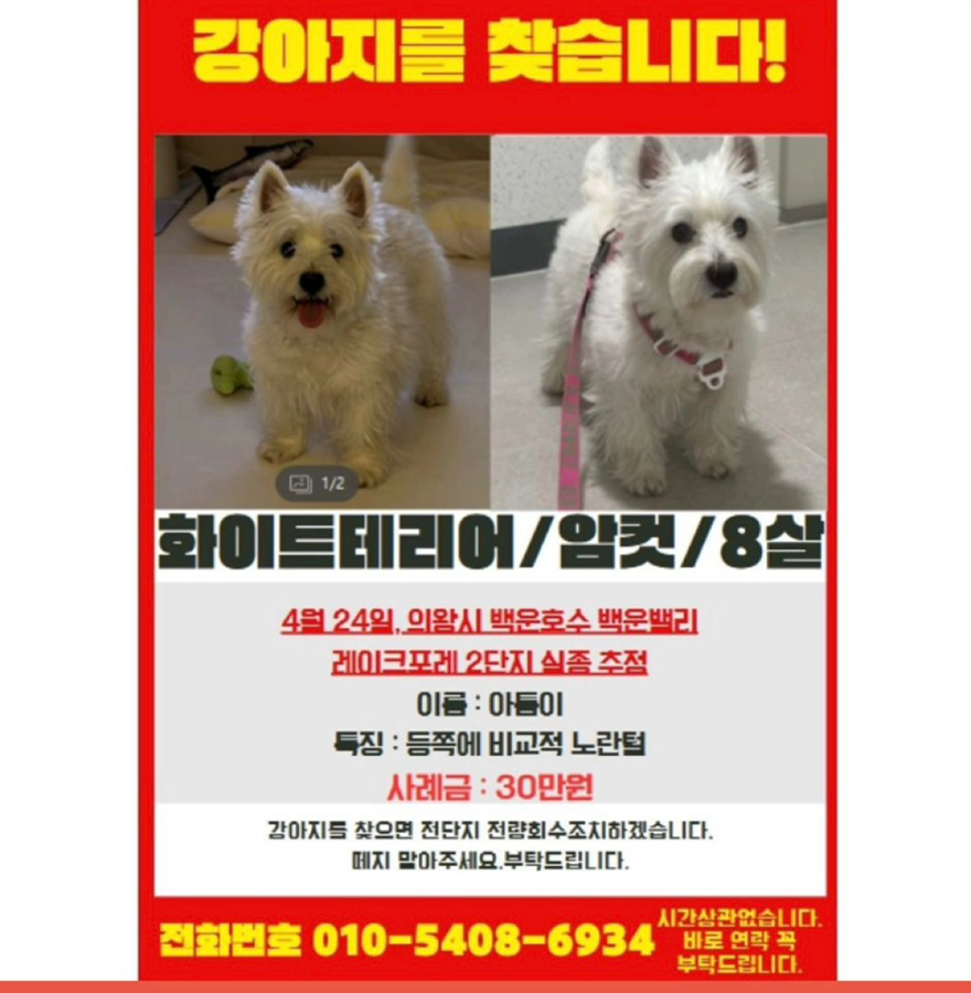 백운호수 강아지 찾습니다. 썸네일