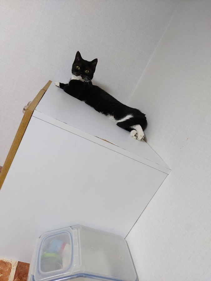 🐈‍⬛고양이를 찾습니다ㅠ🐈‍⬛ 썸네일