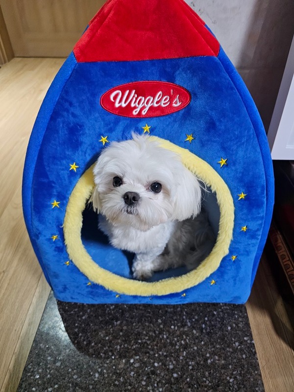소형견 모임( 계양, 김포...) 썸네일