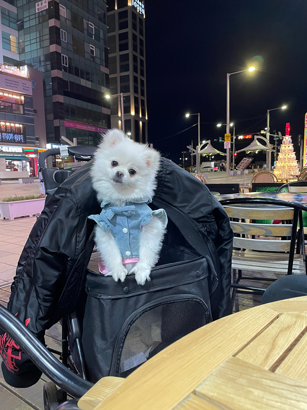강아지와함께 다니자 ❤️ 20-30대 썸네일