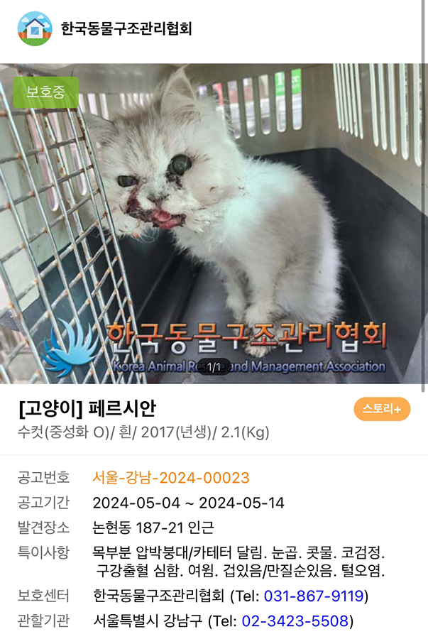 논현동 187-21에서 페르시안 고양이가 신고되어 보호소에 들어갔네요.. 썸네일