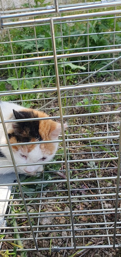 길냥이 썸네일