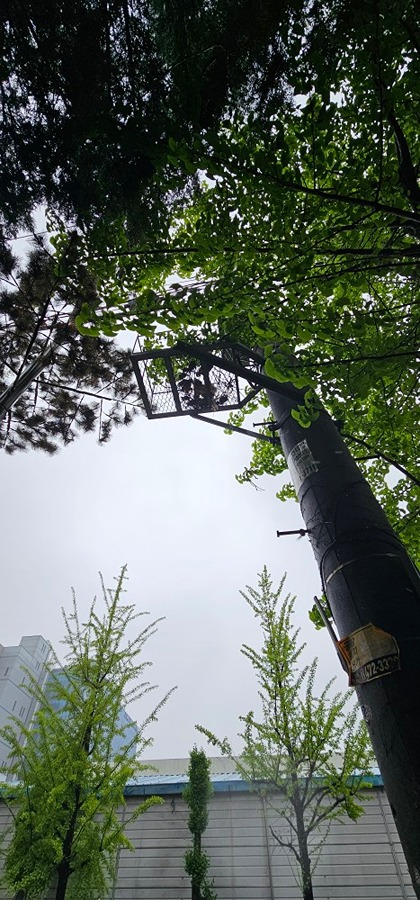 까치새끼 구조해주실분 썸네일