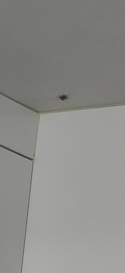 바퀴벌레? 귀뚜라미? 잡아주실분 썸네일