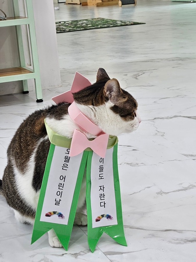 가창 고양이카페 "냥이랑" 썸네일