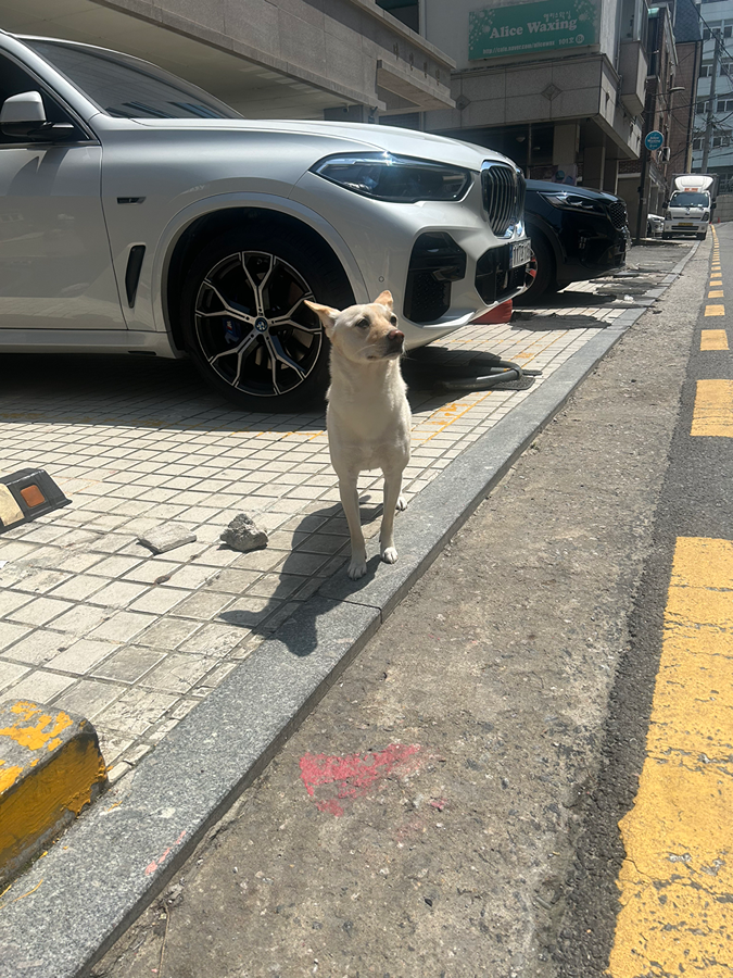 (구청목격신고완료)혼자 목줄도없이 돌아다니는 강아지를 발견했어요 썸네일