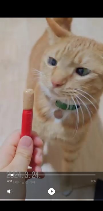 노란 고양이 찾아요💛 썸네일