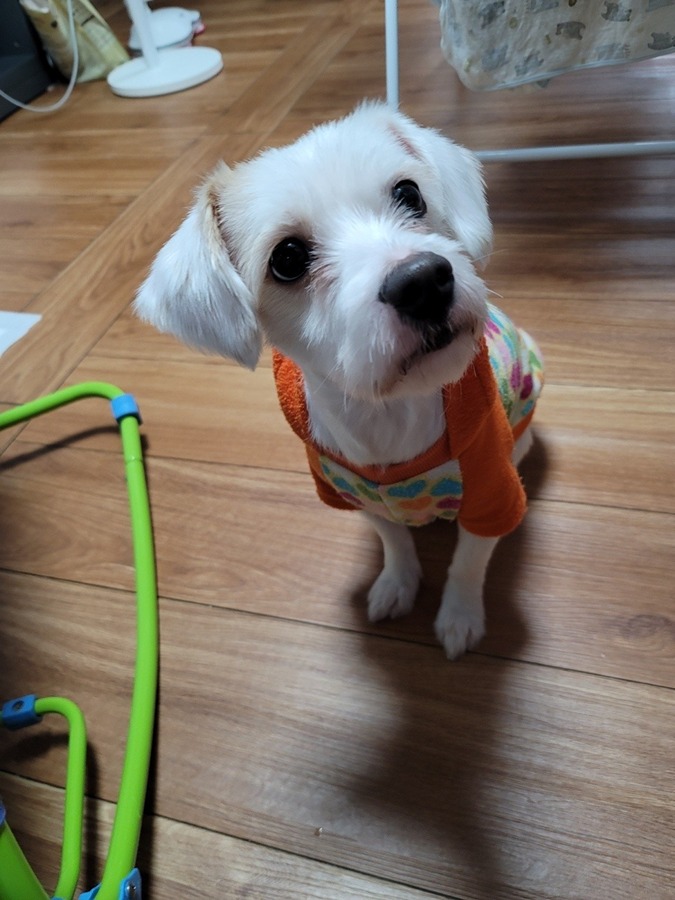 강아지 실종 찾아주세요 ㅠㅠ 썸네일