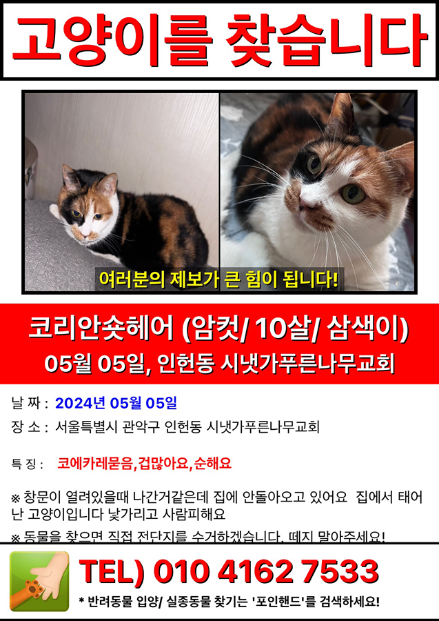 관악구 인헌동 고양이찾습니다 썸네일