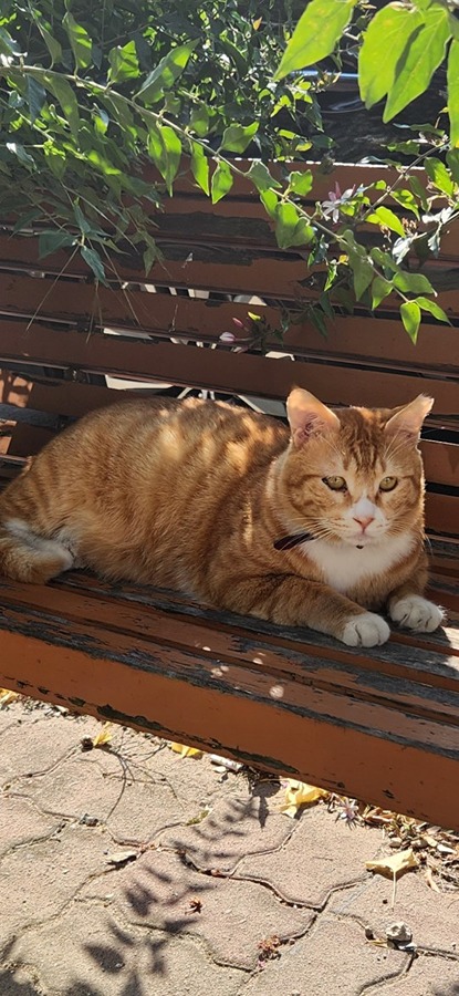 고양이 찾아요ㅠ 썸네일